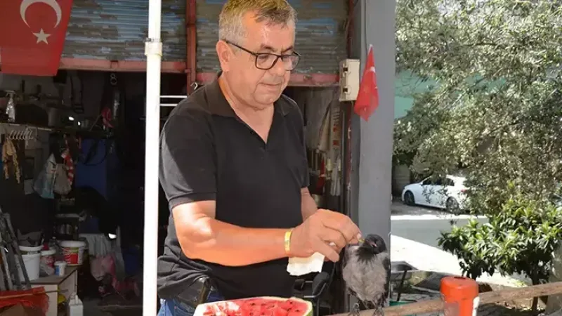 Uçamaz halde bulup, sahiplendiği yavru kargayı elleriyle besliyor