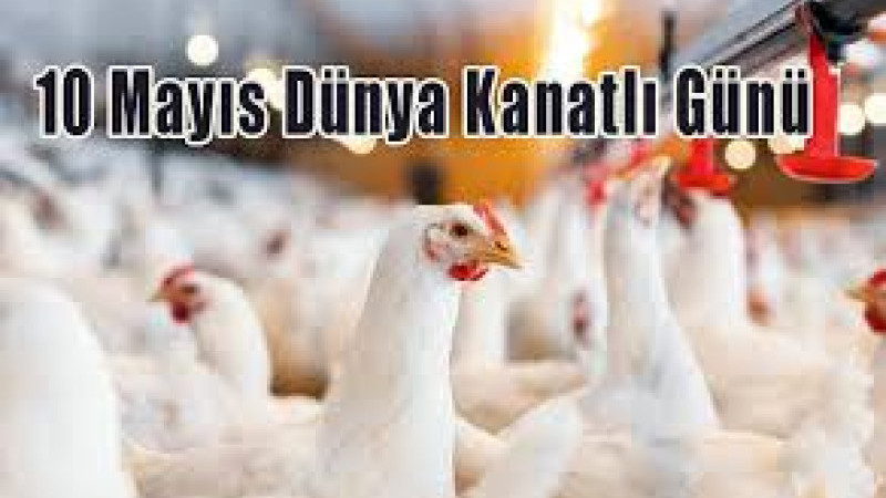 10 Mayıs Dünya Kanatlı Günü: Sağlıklı Beslenme, Sürdürülebilir Üretim ve Tarımın Geleceği Bir Arada